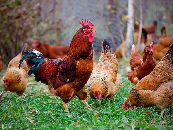 Породы куриц | ЗооТом - продажа, вязка и услуги для животных в Пыть-Яхе
