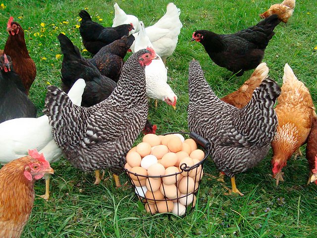 Содержание кур и уход за ними | ЗооТом - продажа, вязка и услуги для животных в Пыть-Яхе