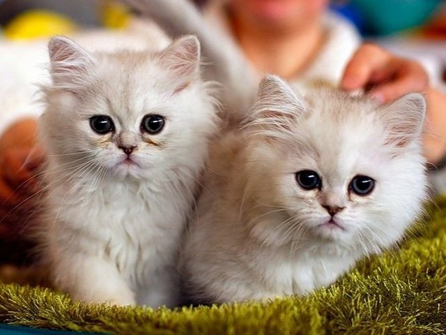 Породы кошек в Пыть-Яхе | ЗооТом портал о животных