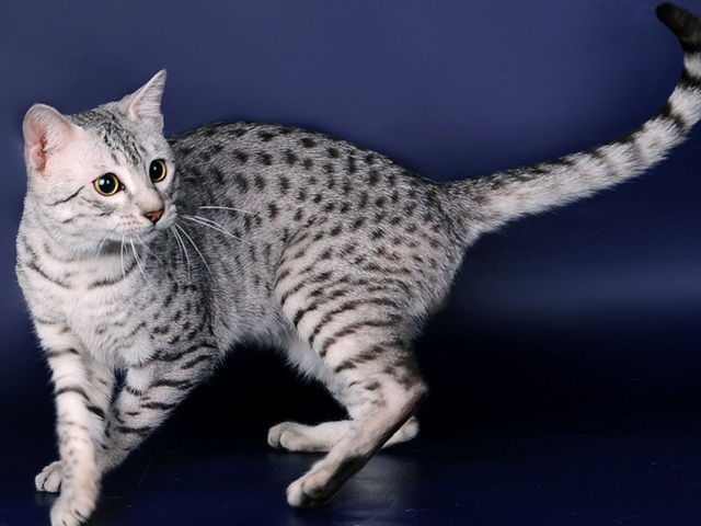 Породы кошек в Пыть-Яхе | ЗооТом портал о животных