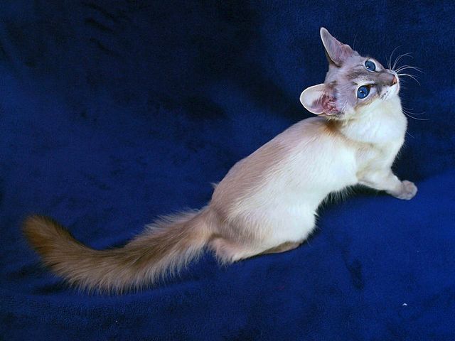 Выведенные породы кошек в Пыть-Яхе | ЗооТом портал о животных