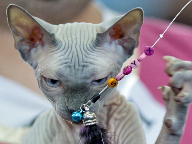 Выставки кошек в Пыть-Яхе | ЗооТом портал о животных