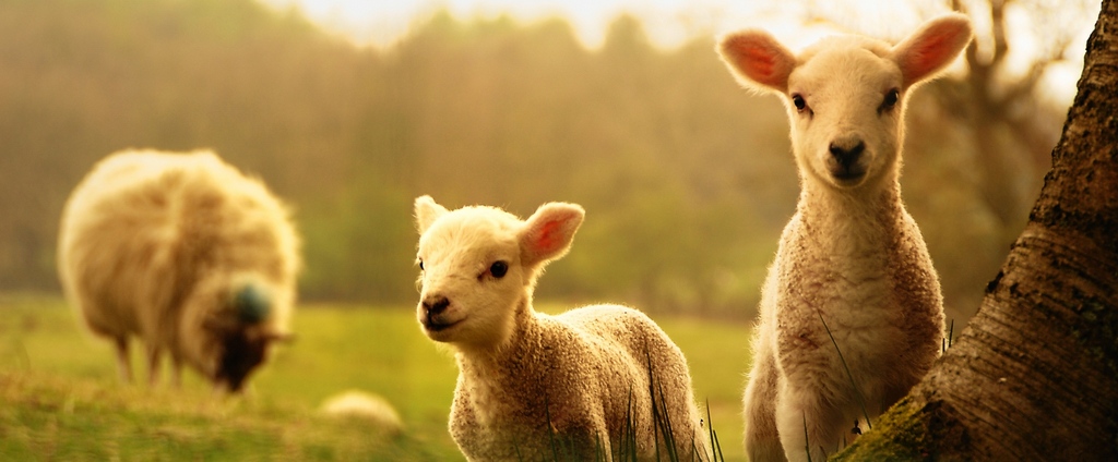 Объявления о сельскохозяйственных животных | ЗооТом - продажа, вязка и услуги для животных в Пыть-Яхе