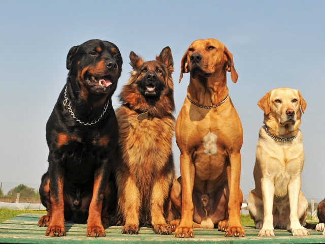 Крупные породы собак в Пыть-Яхе | ЗооТом портал о животных