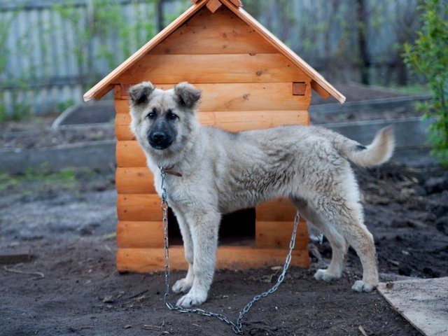 Все о собаках в Пыть-Яхе Все о собаках в Пыть-Яхе